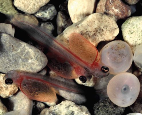Allgemeine Fischkunde und Fischkrankheiten