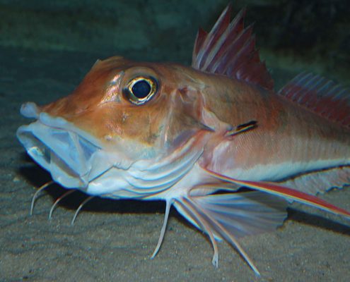 Meeresfische