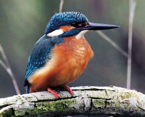 Natur- und Tierschutz, Hege und Bewirtschaftung