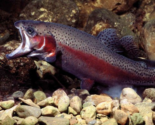 Süßwasserfische